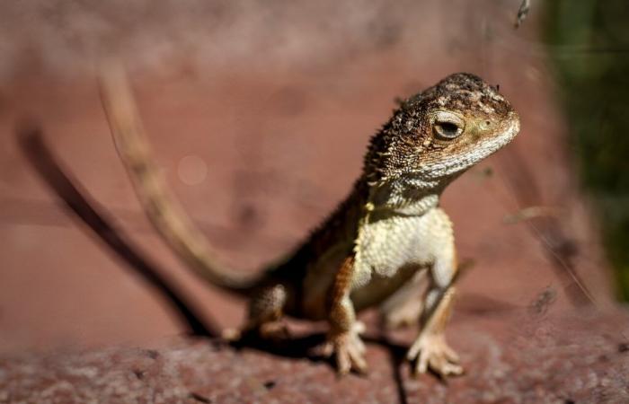 Australia lucha para salvar a los últimos 11 ‘dragones sin orejas’ salvajes