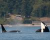 Orcas vs cachalotes: mire el emocionante vídeo