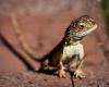 Australia lucha para salvar a los últimos 11 ‘dragones sin orejas’ salvajes