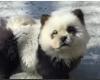 Indignación después de que el zoológico de China pintara perros Chow Chow para que parecieran pandas