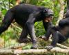Cómo las guerras entre chimpancés nos enseñaron que el asesinato y la crueldad no son sólo rasgos humanos