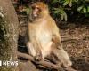 Trentham Monkey Forest emite advertencia sobre videos en redes sociales