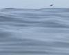 Video viral muestra a un delfín avistado frente a la costa de Mumbai; Los internautas bromean: “Espero que ningún constructor vea esto, de lo contrario…”