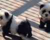 ¡Sobredosis de ternura! Zoológico chino pinta perros Chow Chow para hacerlos pasar por pandas