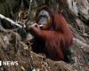 Malasia ofrece “diplomacia orangután” a los importadores de aceite de palma