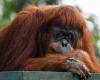 Malasia planea una ‘diplomacia orangután’ en la brea de aceite de palma | Noticias de Medio Ambiente