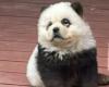 Zoológico de China pinta perros chow chow para que parezcan pandas, engañando a miles de visitantes | Tendencias