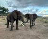 Un estudio explora los saludos de los elefantes y cómo cambian según las relaciones sociales