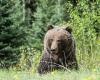 Por qué las mujeres preferirían estar solas en el bosque con un oso que con un hombre | Noticias del mundo