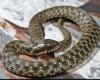 Estas serpientes ofrecen un espectáculo de muerte galardonado para engañar a los depredadores