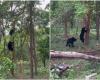 El vídeo del oficial del IFS Parveen Kaswan contradice el mito de que los osos no pueden trepar a los árboles