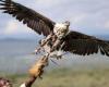Los santuarios que intentan salvar a las aves rapaces de la extinción en Kenia | Fauna silvestre