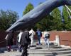 La Agencia de Pesca de Japón propone permitir la captura comercial de ballenas de aleta