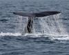 Japón comenzará a cazar ballenas de aleta después de cinco años de caza comercial