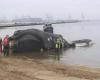 Ballena de 44 pies en peligro de extinción muere en colisión con un enorme crucero y arrastrada al puerto de la ciudad de Nueva York